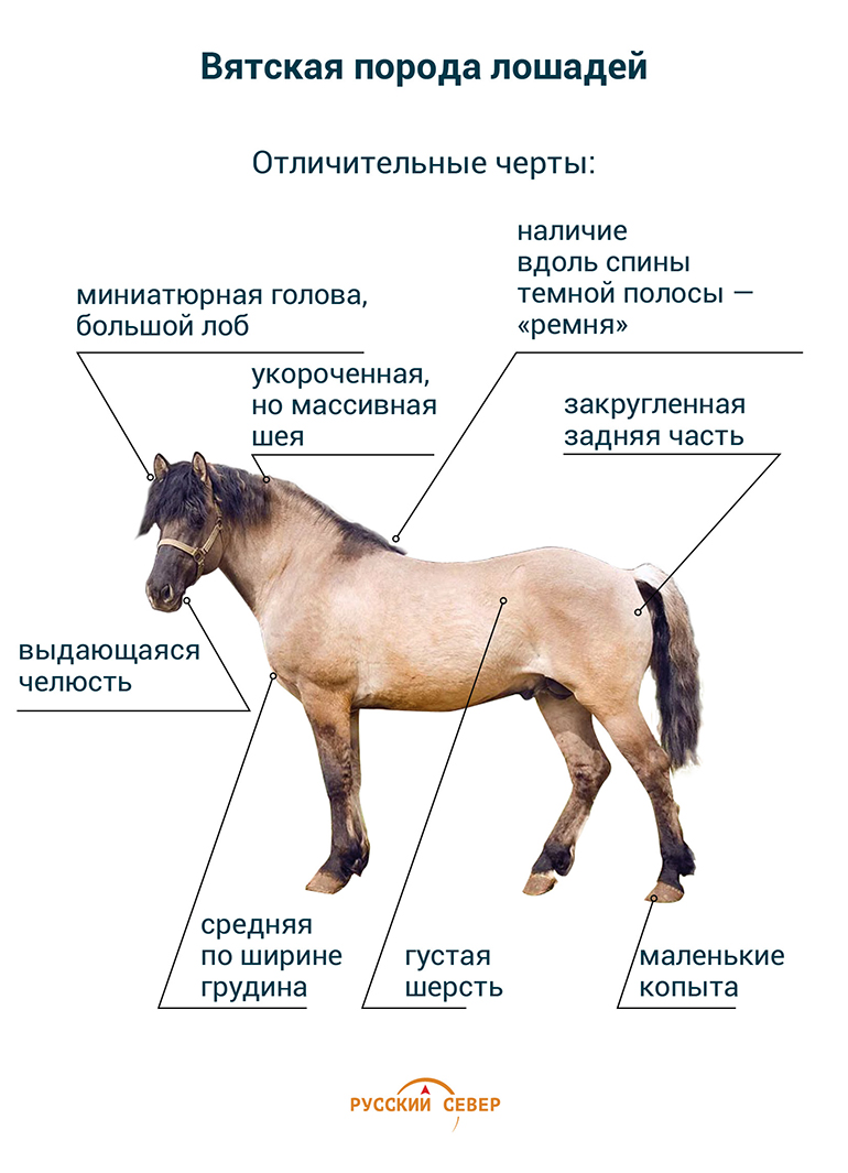 Преобладающая порода это. Аборигенная Вятская лошадь. Вятка порода лошадей. Вятская порода лошадей масти. Вятская порода лошадей описание.